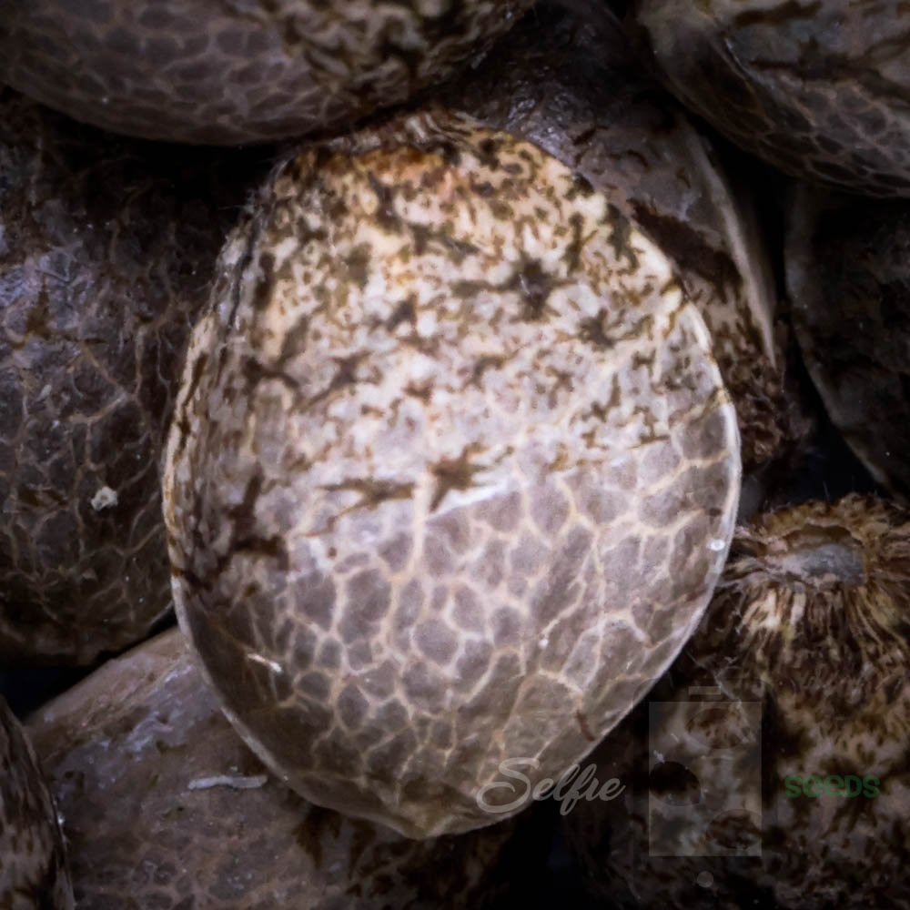 Best Cannabis Seeds for Beginners: Traits That Make a Strain Easier to Grow